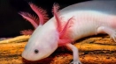 Axolotle: характеристики на мексиканския саламандър, съдържание в плен